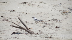 Sternula antillarum browni