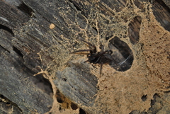 Pireneitega spinivulva