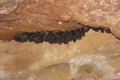 Phyllostomus hastatus