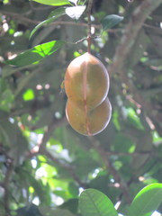 Tabernaemontana macrocarpa