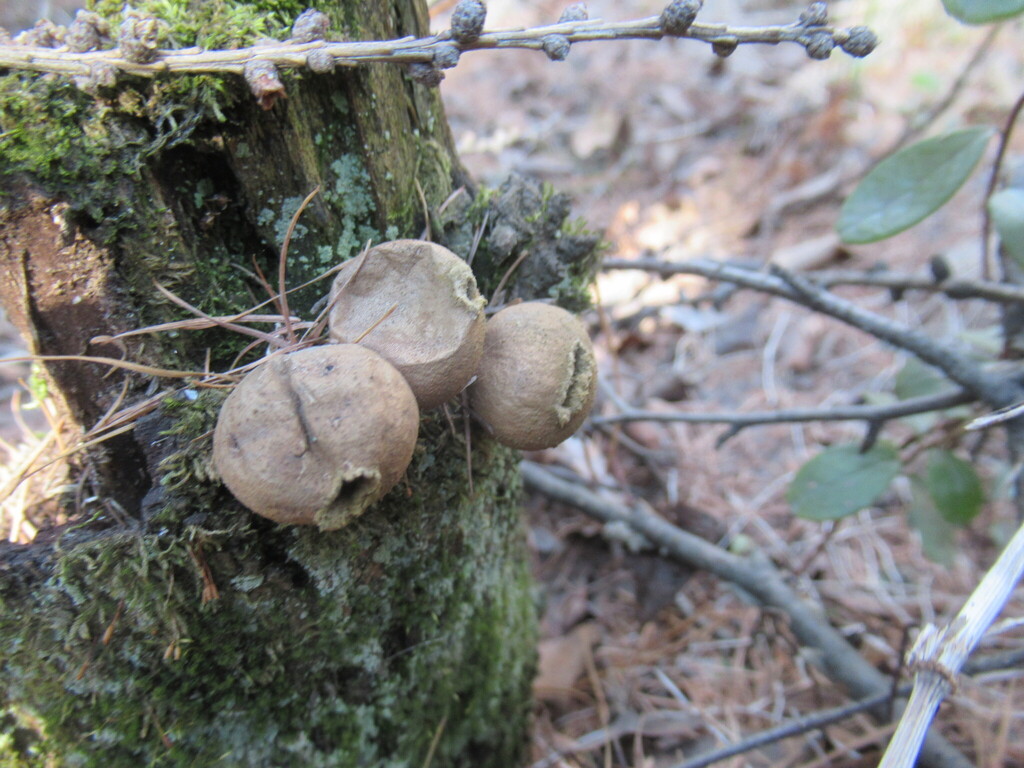 Apioperdon pyriforme · April 2025 · photo: © smsergey (iNaturalist, cc-by-nc)
