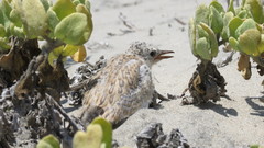 Sternula antillarum browni