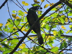 Anorrhinus galeritus