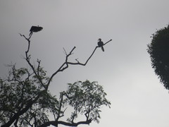 Anthracoceros malayanus