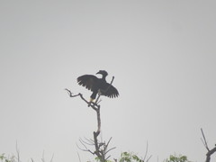 Anthracoceros malayanus