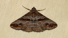 Gastrinodes bitaeniaria