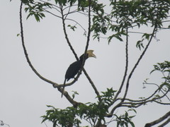 Anthracoceros malayanus