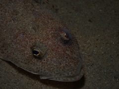 Platycephalus grandispinis