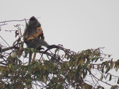 Trachypithecus cristatus