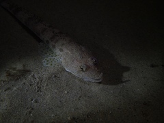 Platycephalus grandispinis