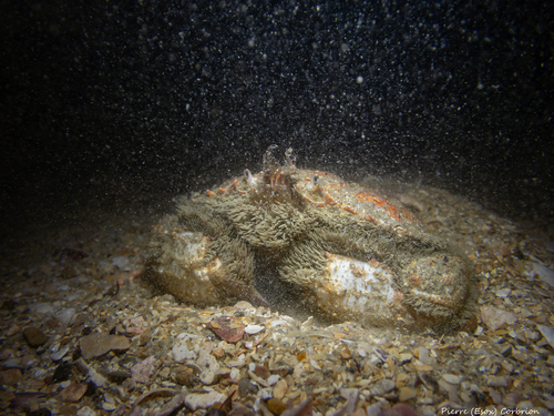 Horse Crab, photo 8 of 8