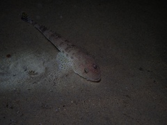 Platycephalus grandispinis