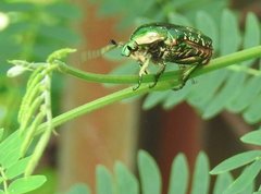 Protaetia orientalis