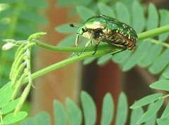 Protaetia orientalis