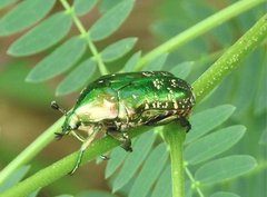 Protaetia orientalis