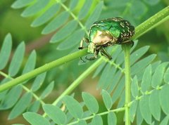 Protaetia orientalis