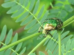 Protaetia orientalis
