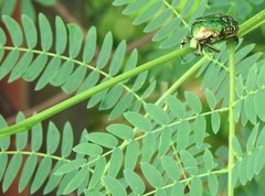 Protaetia orientalis