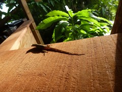 Anolis marmoratus