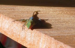 Anolis marmoratus
