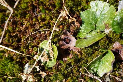 Asarum fauriei observed 2025-03-29