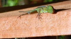 Anolis marmoratus