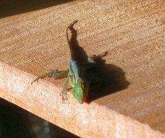 Anolis marmoratus