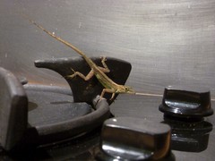 Anolis marmoratus