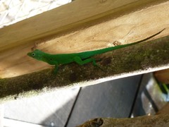 Anolis marmoratus