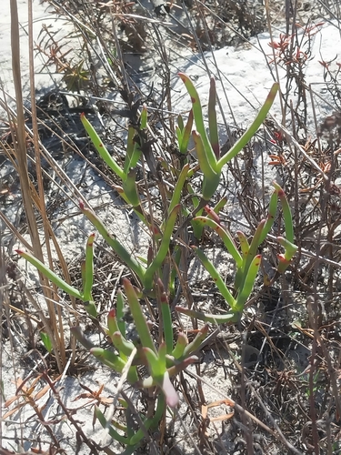 Ruschia tecta, photograph 3