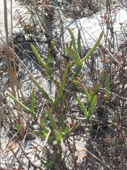 Ruschia tecta, photograph (c) De Waal Hugo, some rights reserved (CC BY)