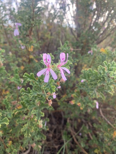 Oakleaf Geranium (Pelargonium quercifolium)