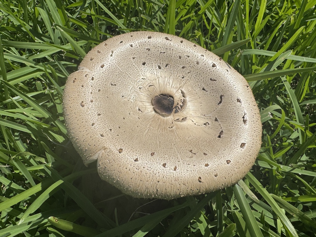Chlorophyllum molybdites · April 2025 · photo: © calebcatto (iNaturalist, cc-by)