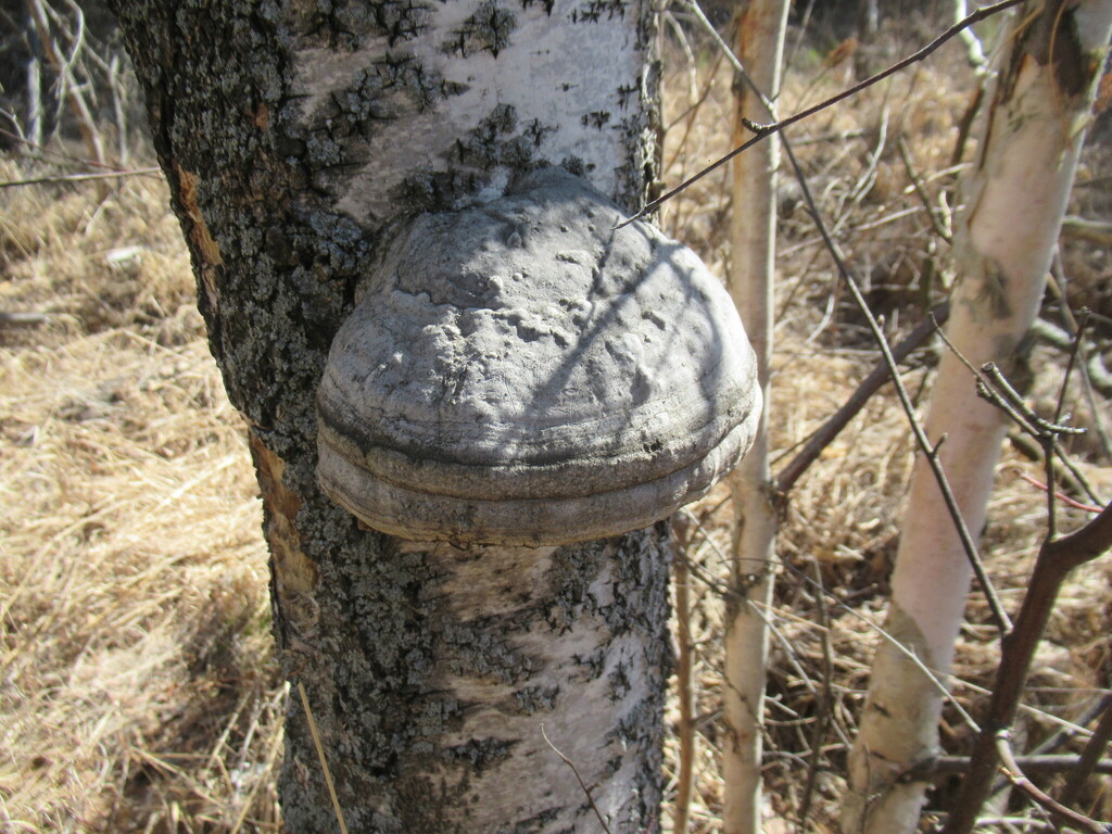 Fomes fomentarius · April 2025 · photo: © smsergey (iNaturalist, cc-by-nc)