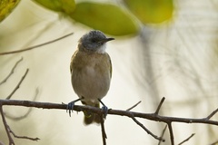 Conopophila albogularis