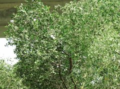 Sonneratia caseolaris