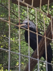 Berenicornis comatus