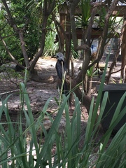 Berenicornis comatus