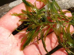 Potamogeton obtusifolius