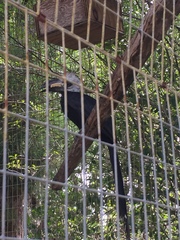 Berenicornis comatus