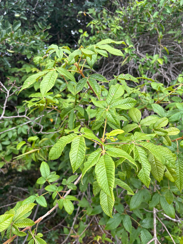 Foto de Tarumã-do-cerrado