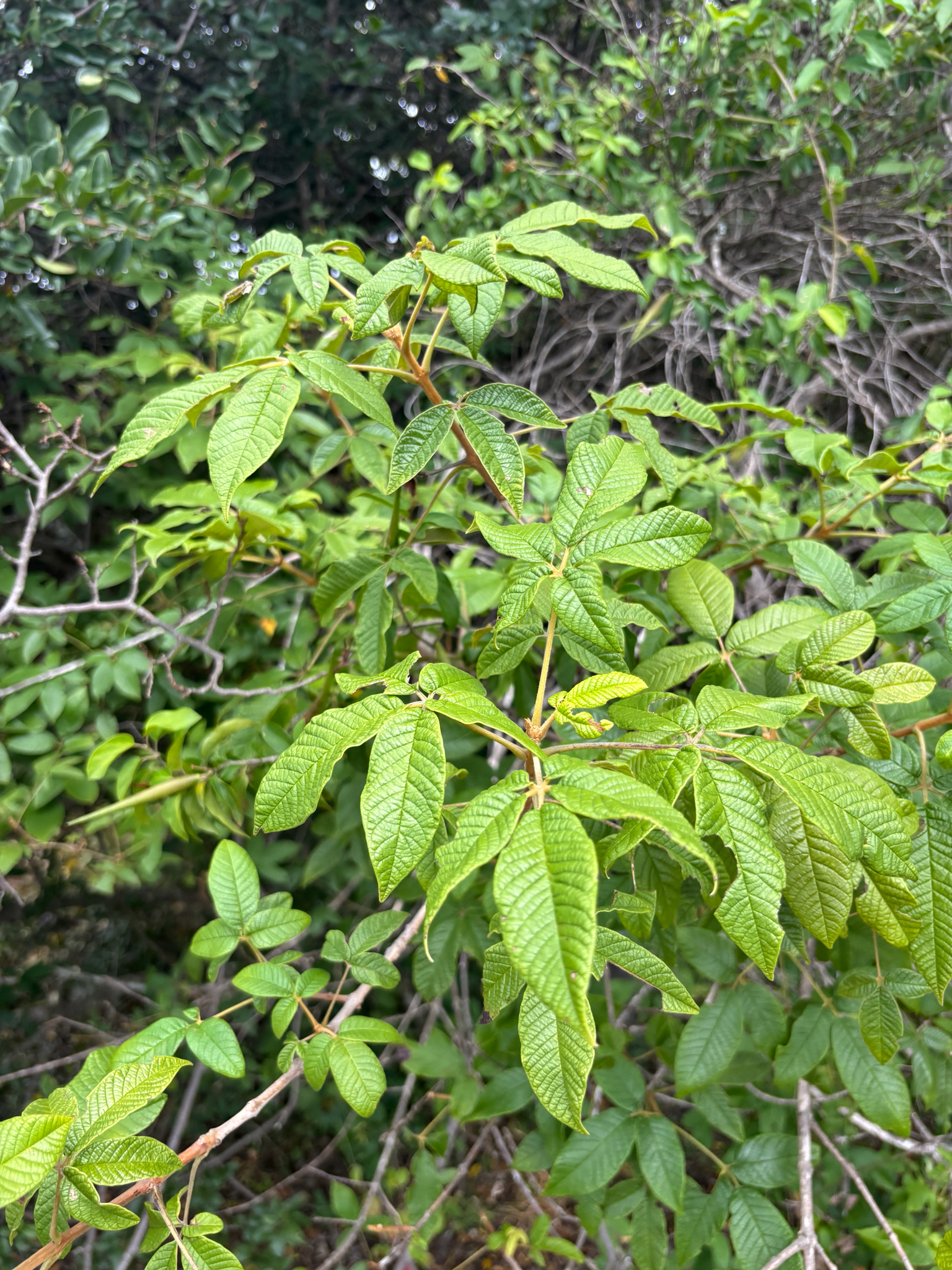 Imagem de Tarumã-do-cerrado