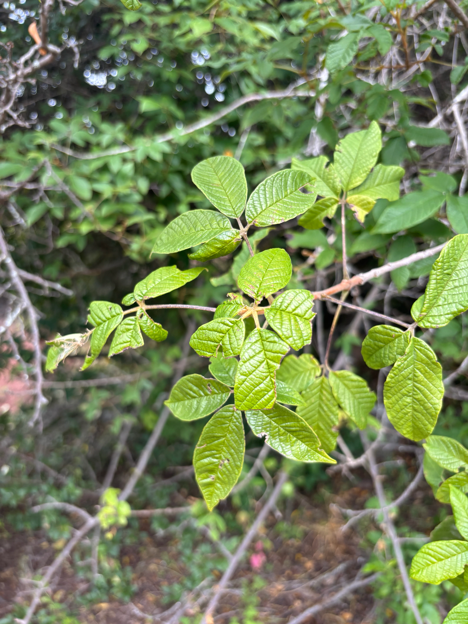Imagem de Tarumã-do-cerrado