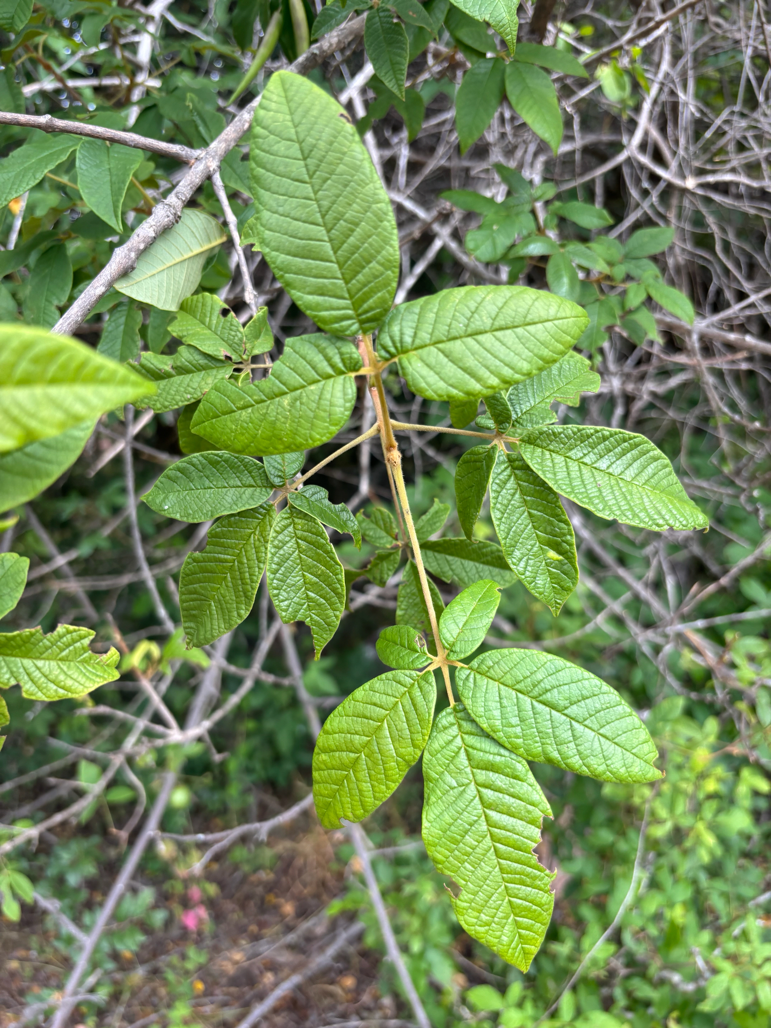 Imagem de Tarumã-do-cerrado
