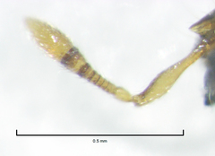 Mayriella abstinens