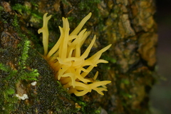 Calocera fusca