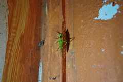 Hexacentrus japonicus