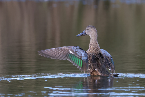 Canard bridé