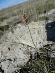 Alopecurus magellanicus