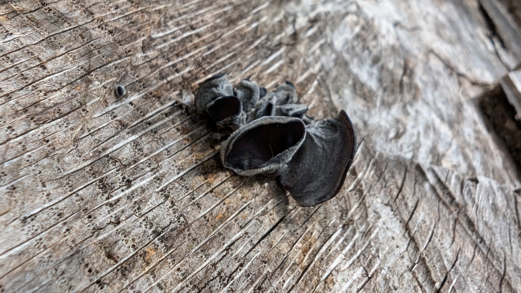 Auricularia polytricha · April 2025 · photo: © atsushi_nakajima_cirque (iNaturalist, cc-by)